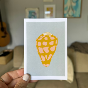 Spotted Cone Shell Blue Background