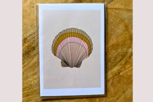 Sunrise shell cream background